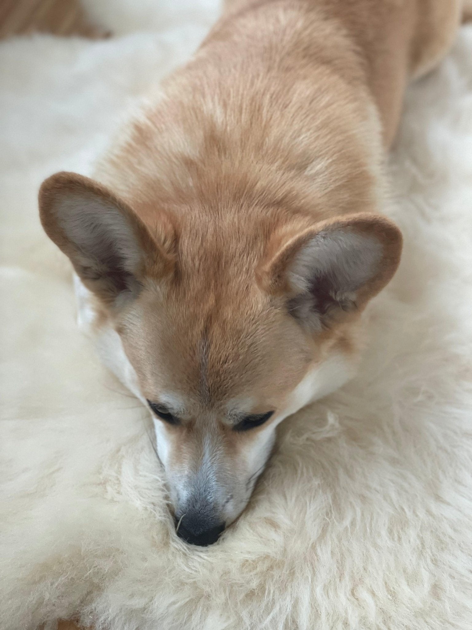 Natural Sheepskin Rug for Pet (or Human) - Maison Fur
