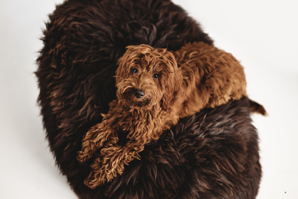Sheepskin Pet Bed – Oval, Espresso - Maison Fur