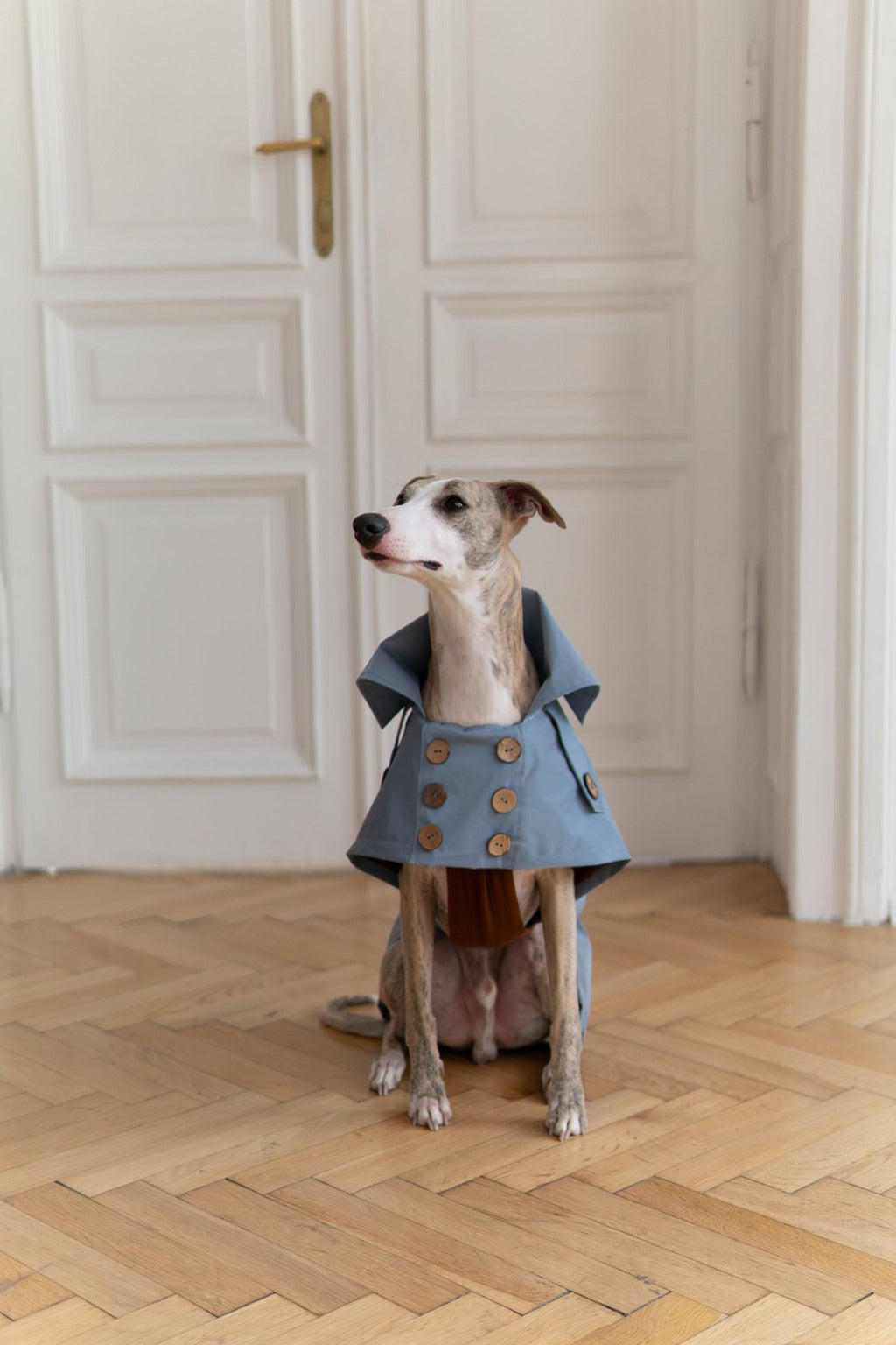 Water - repellent Dog Trench Coat - Light Blue - Maison Fur