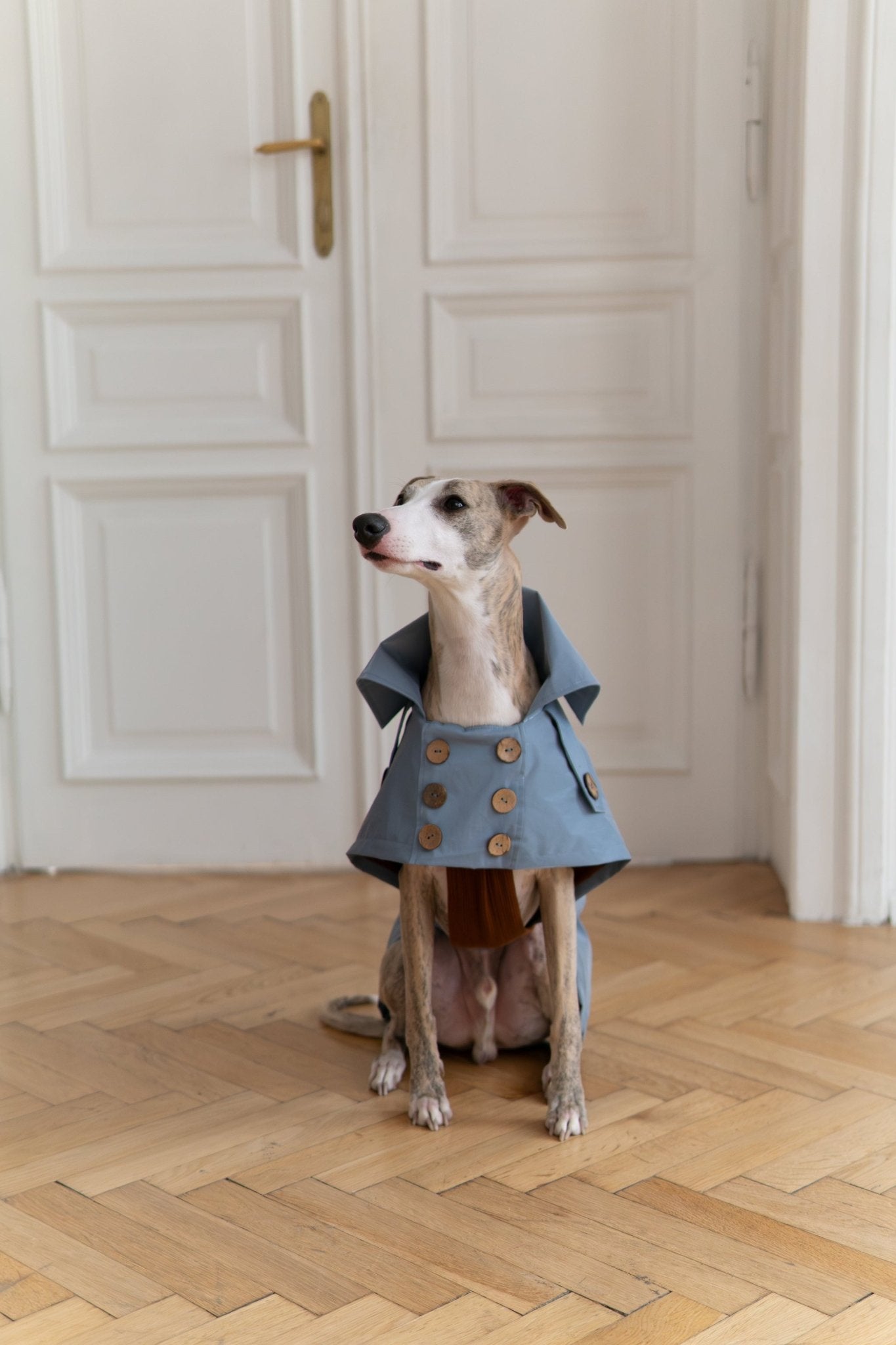 Water - repellent Dog Trench Coat - Light Blue - Maison Fur