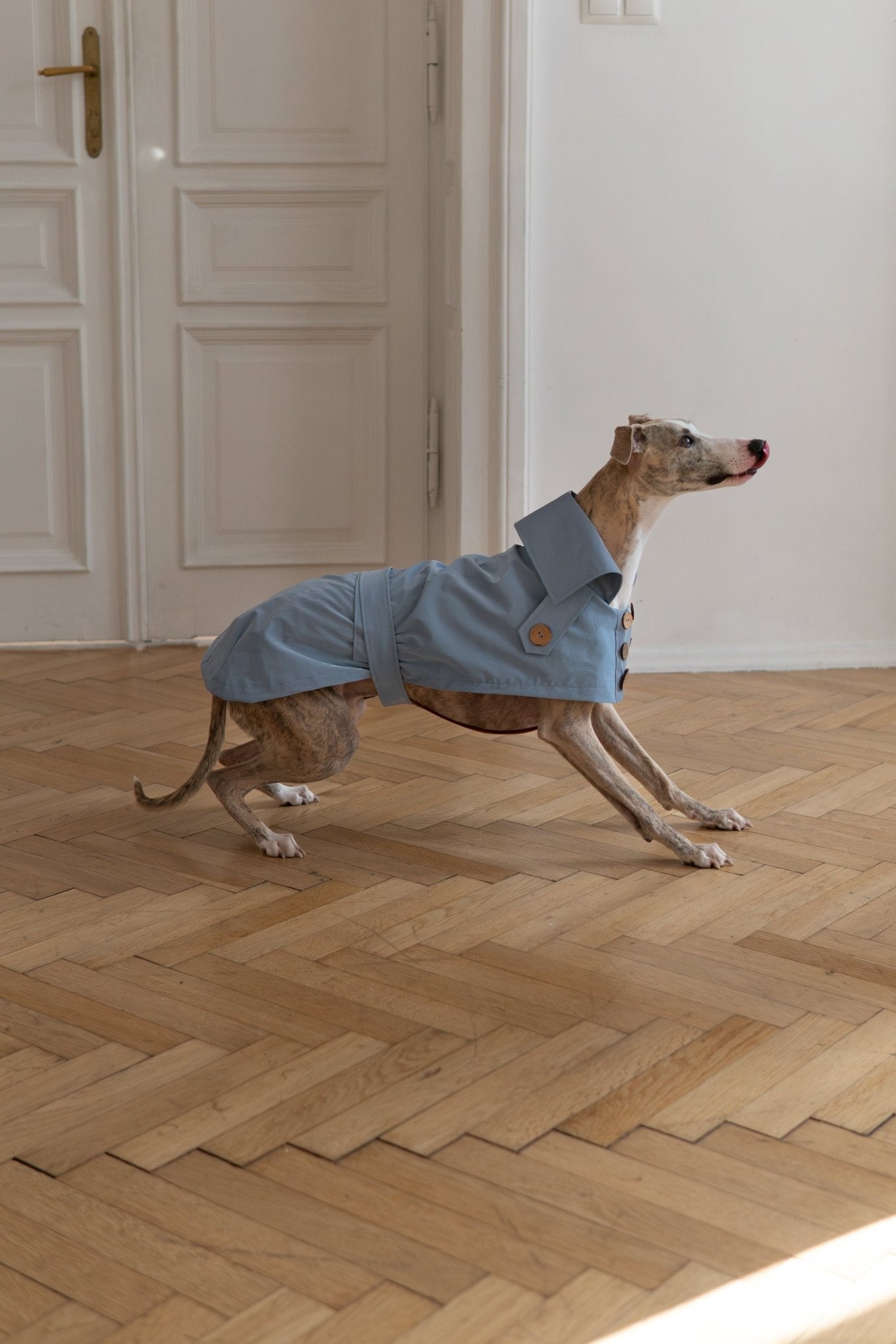 Water - repellent Dog Trench Coat - Light Blue - Maison Fur